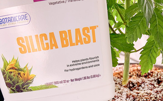 Кремний в питании конопли