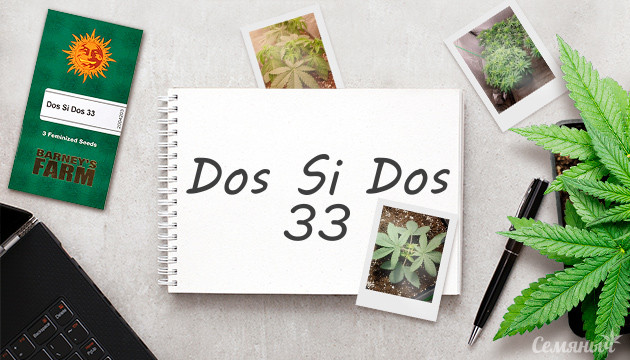 Выращивание сорта Dos Si Dos 33