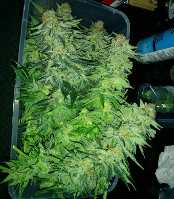 Партия бошек Fruit Punch fem