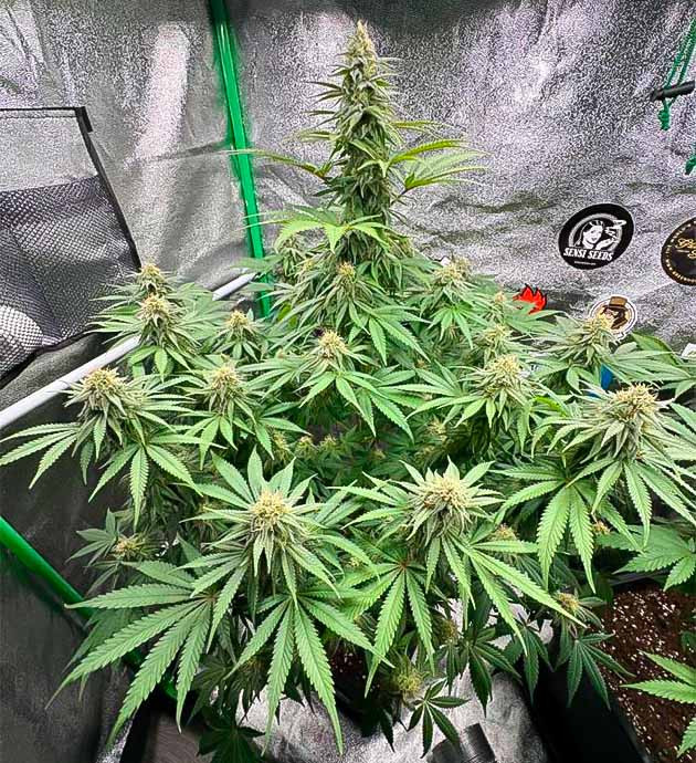 Кусты Biscotti Mintz от сидбанка Barney's Farm на 12 неделе