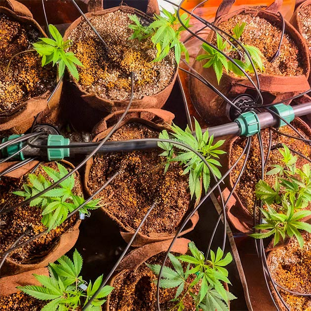 Green Crack 2.0: старт в гроубоксе