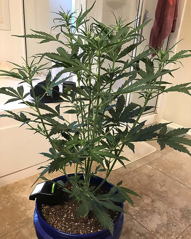 Гроурепорт сорта конопли Auto Chocolate Skunk