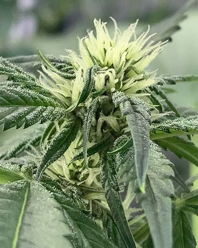 Стимуляция цветения куста Purple Lemonade Auto