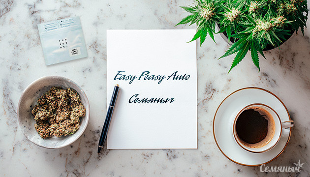 Гроурепорт сорта Easy Peasy Auto от Семяныча