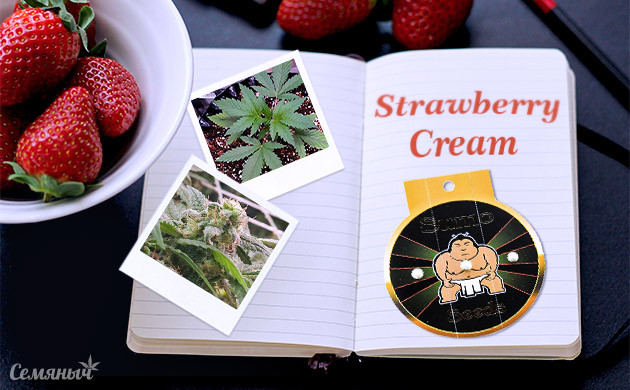 Гроурепорт сорта марихуаны Strawberry Cream