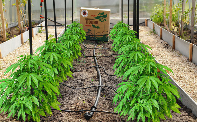 Система капельного полива