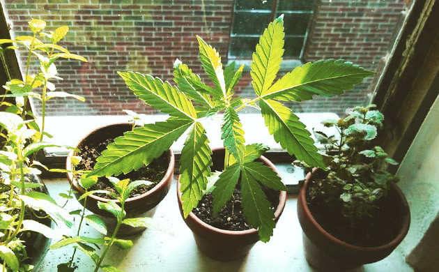 Конопля с другими растениями на подоконнике