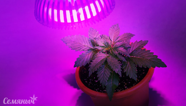 УФ облучение конопли