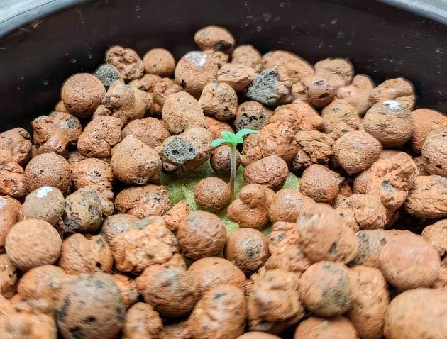 Росток сорта Ethos Cookies R2