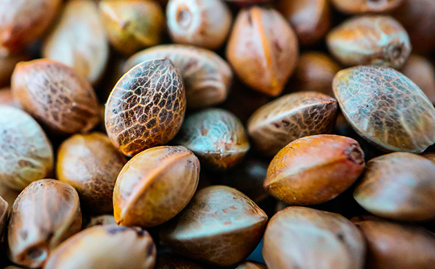 Семена конопли