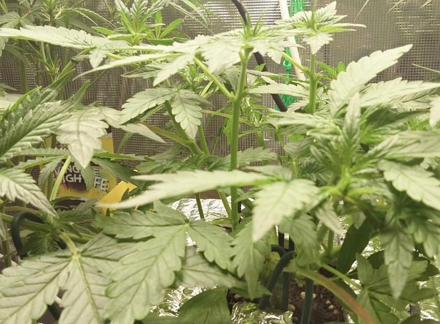 Стремительный рост куста конопли на 6 неделе выращивания