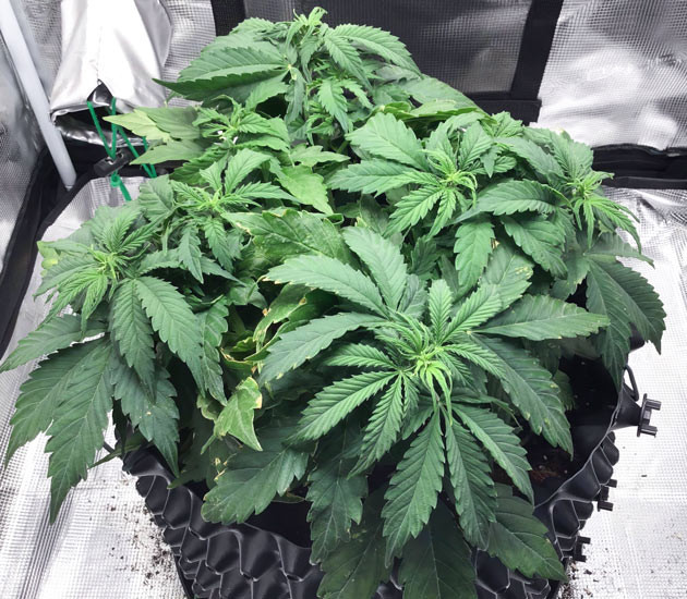 Предцветение Godzilla Cookies Auto