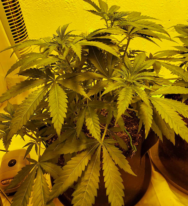 Здоровый куст конопли