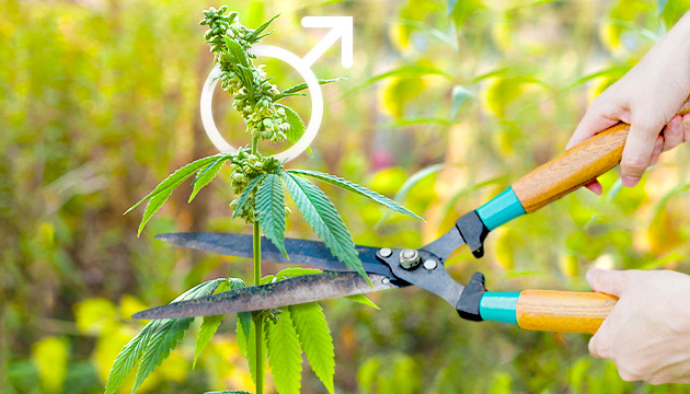 Срезание конопли мужского пола