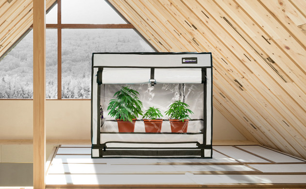 Помещение для выращивания конопли