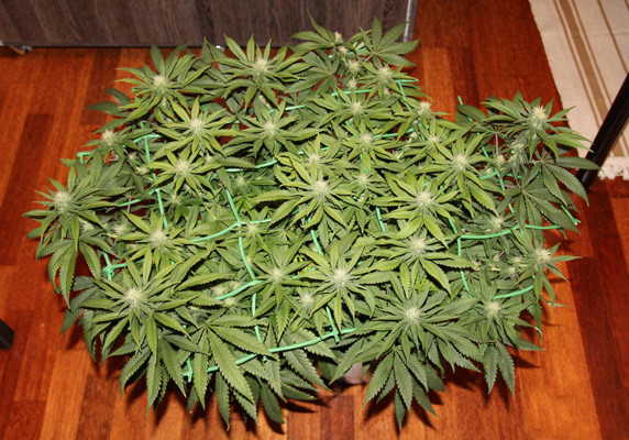 Установка сетки для скрога