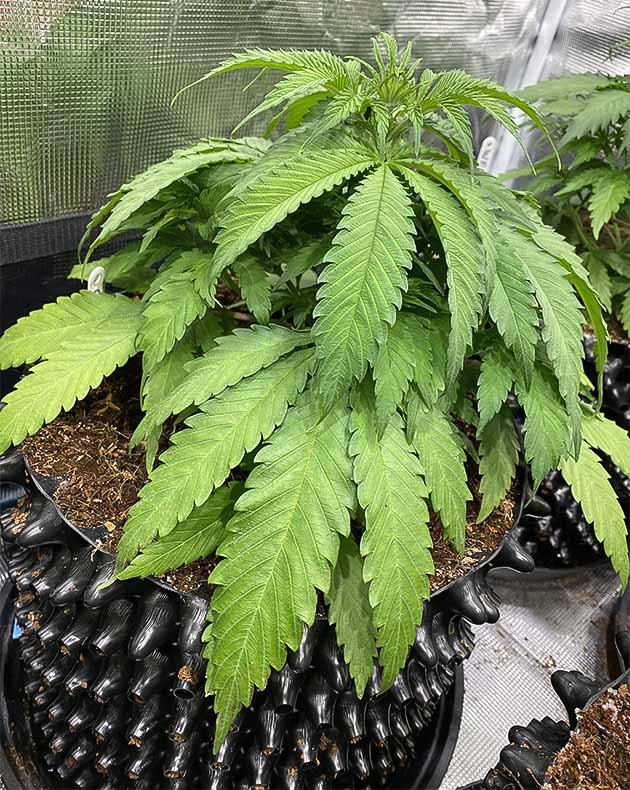 Подготовка смеси для гидропоники