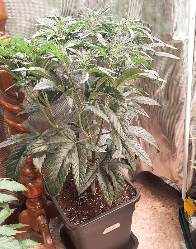 Промывка почвы для Fullgas