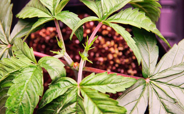 Куст после второго топпинга