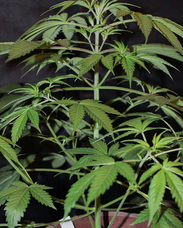 Подготовка куста Shiskaberry к цветению