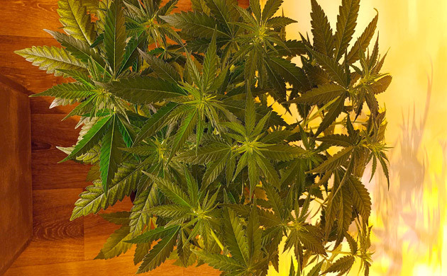 Увеличение роста куста до 65 см