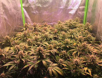 Химический ожог на листьях