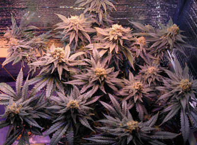 Сорт конопли Fruit Punch fem перед сбором урожая