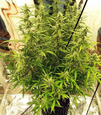 Выращивание Auto New York City в индоре