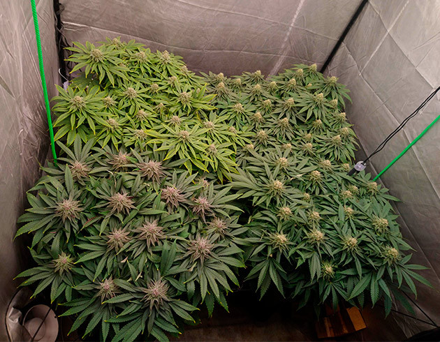 Один из четырех кустов с желтеющими листьями