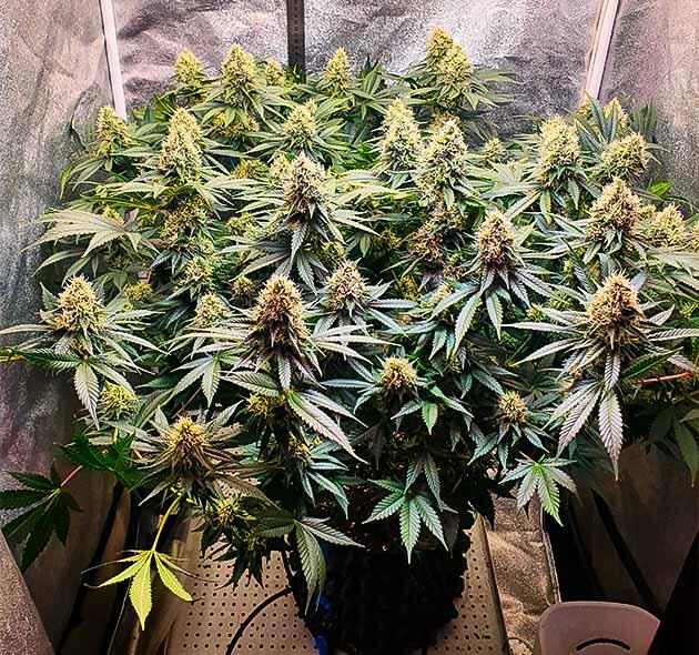 RS11 от 7CH American