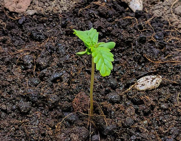 Проращивание Johnny Cage Auto