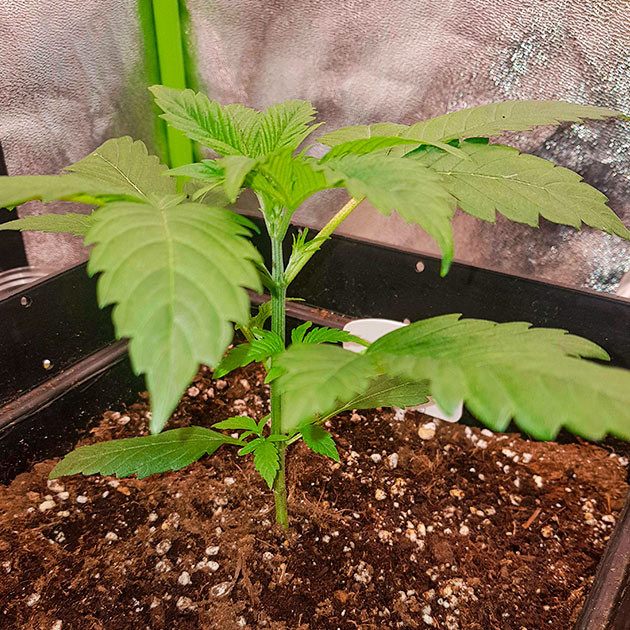 Тренировка растения Skywalker Haze