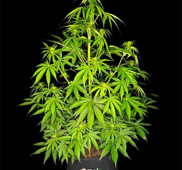 Куст Guava Auto от FastBuds на 5 неделе выращивания