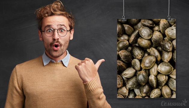 Интересные факты о семенах конопли