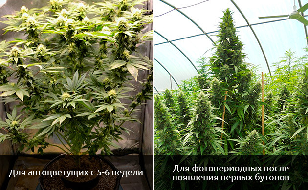 Когда использовать стимуляторы цветения для конопли