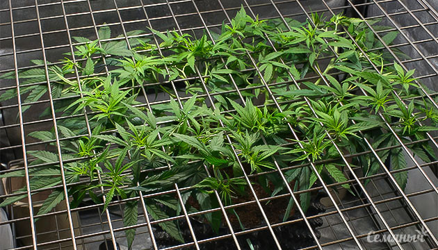 ScrOG и SOG методы выращивания