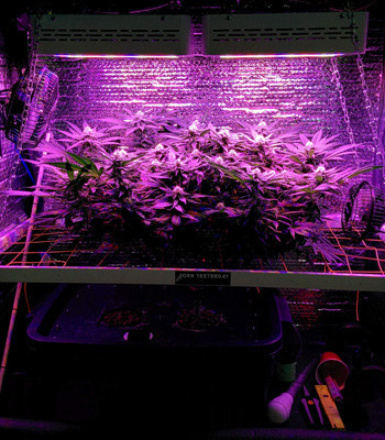 Марихуана Fruit Punch fem под LED лампой