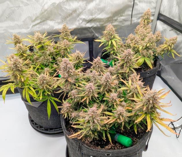 Кусты Strawberry Banana Auto на 10 неделе развития