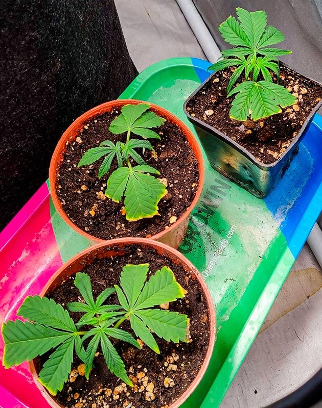 Сорт Biscotti Mintz от Barney's Farm на 1 неделе