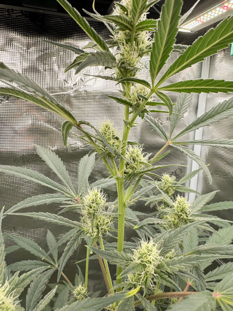 Особенности полива на шестой неделе для CBD Lemon Auto