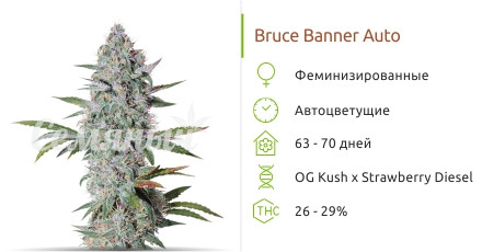 Bruce Banner Auto от Cali Buds Seeds