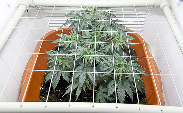 Натянутая сетка над кустом конопли