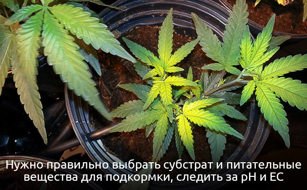 Как избежать недостатка железа у конопли