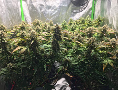 8 неделя выращивания Jack 47 Auto