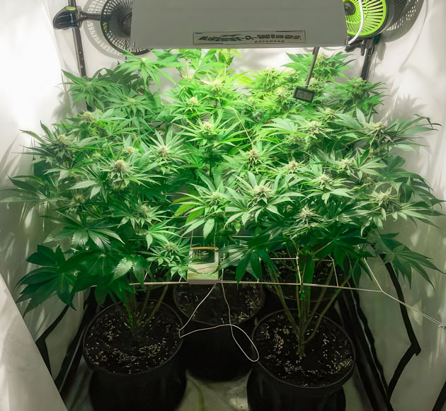 Кусты Mimosa Shot на 6 неделе выращивания