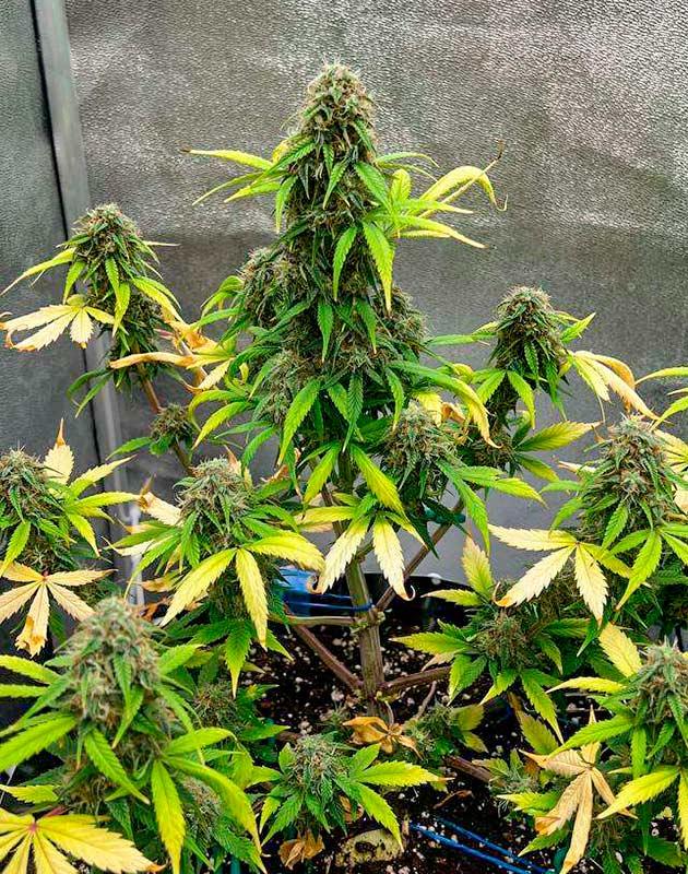 Куст Whiskey Zulu Auto от 7CH American на 10 неделе