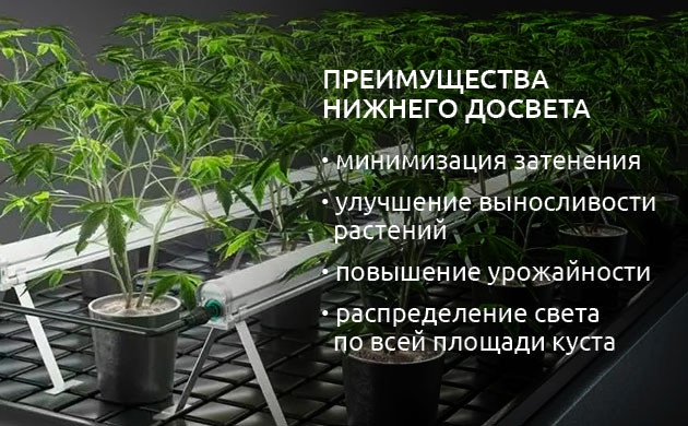 Использование освещения снизу при выращивании каннабиса