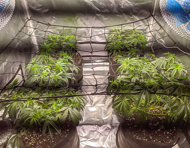 Рост и развитие растений