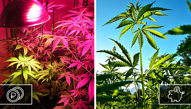 Финансовые затраты при выращивании