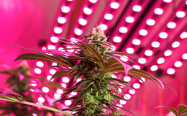 Причины появления белых наростов на конопле